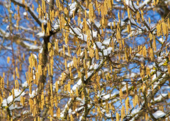 Meteo: arriva la PRIMAVERA in FEBBRAIO 2022?