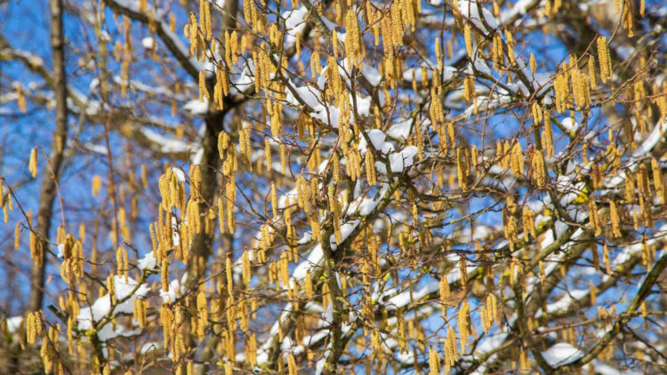Meteo: arriva la PRIMAVERA in FEBBRAIO 2022?