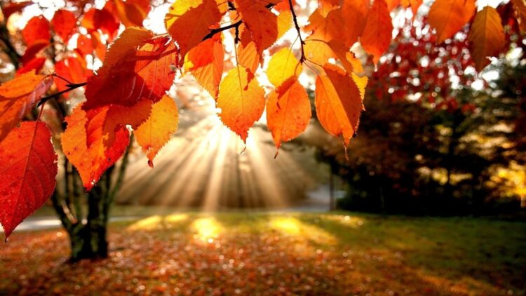 Meteo: novembre 2023 previsioni in dettaglio. Che mese ci aspetta?