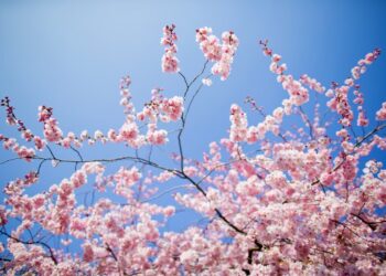 Il meteo: freddo in arrivo? Marzo 2025 aprile con valori miti